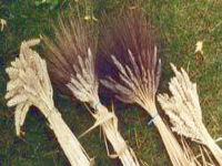 Picture of Barley